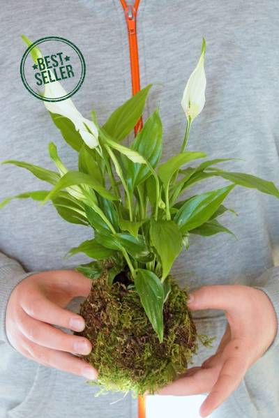 Kokedama-kula-mchu
